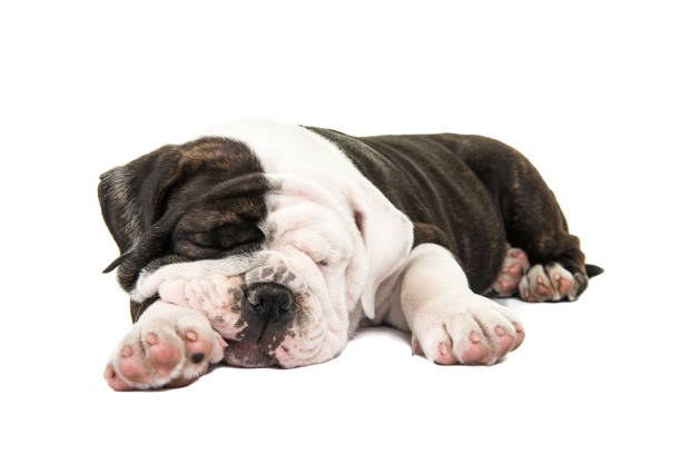 carino cucciolo di bulldog inglese che dorme isolato su uno sfondo bianco - dutch bulldog foto e immagini stock