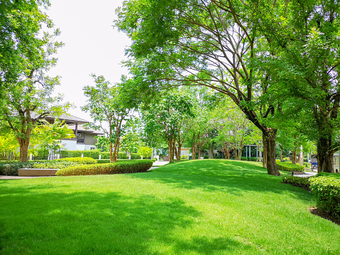 Fresh green carpet grass smooth lawn in garden with row of bush and trees on the background in good care maintenance of a house's landscapes under blue sky