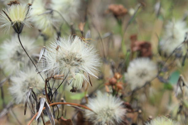 istock Dandelion Seeds - Autumn Blowball 1287369205