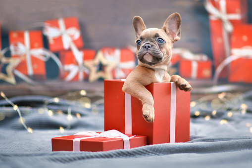 Cute French Bulldog dog puppy peeking out of red Christmas gift box with ribbon surrounded by seasonal decoration