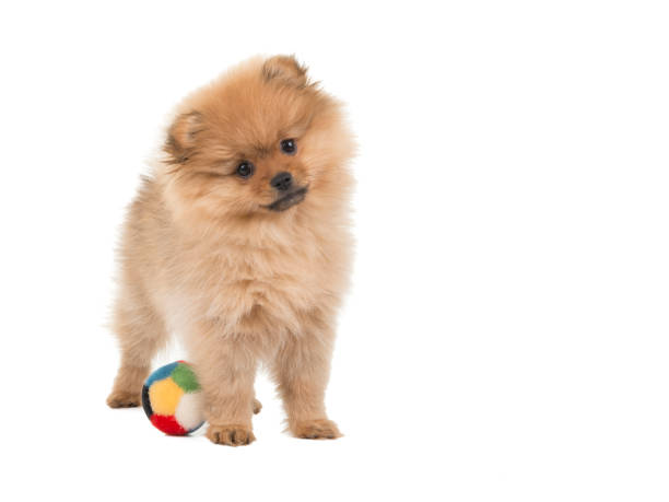 istock Cute standing pomeranian puppy with a ball at a white background 1287370171