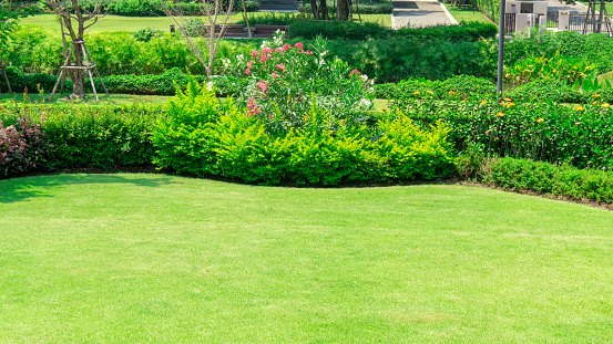 Fresh green burmuda grass smooth lawn as a carpet with curve form of bush, trees on the background, good maintenance landscapes in a garden under cloudy sky and morning sunlight