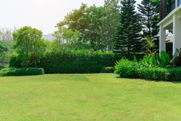 Fresh green burmuda grass smooth lawn as a carpet with curve form of bush, trees on the background, good maintenance landscapes in a garden under cloudy sky and morning sunlight stock photo