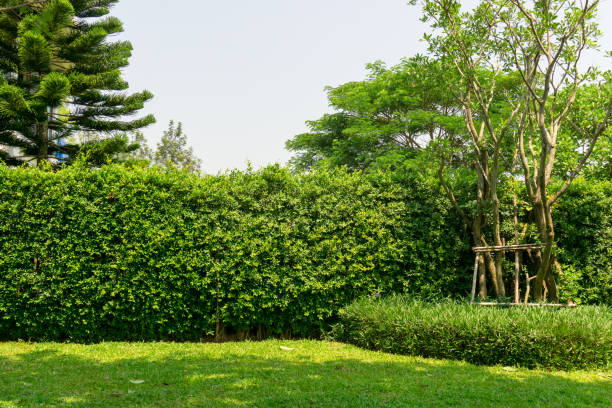 свежая зеленая трава гладкая газон, как ковер с кривой формой куста, деревья на заднем плане, хорошее обслуживание ландшафтов в саду под гол - spring leaf wind sunlight стоковые фото и изображения