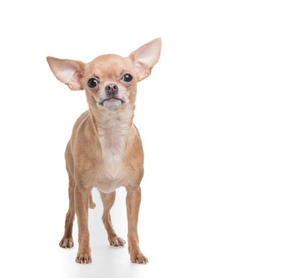 istock Cute standing chihuahua dog at a white background 1287370320