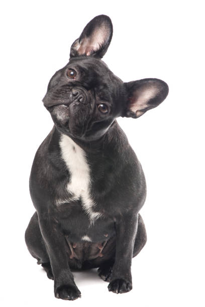 simpatico bulldog francese in bianco e nero isolato su uno sfondo bianco - dutch bulldog foto e immagini stock