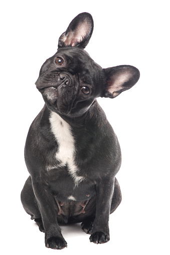 Cute black and white French bulldog isolated at a white background