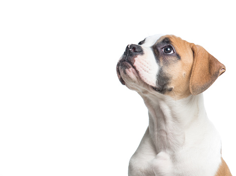 American bulldog puppy portrait looking up isolated on a white background