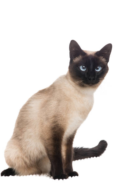 istock Pretty siamese cat sitting at a white background 1287370520