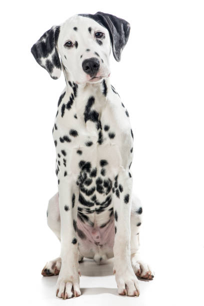 istock Sitting dalmatian dog isolated on a white background 1287370588