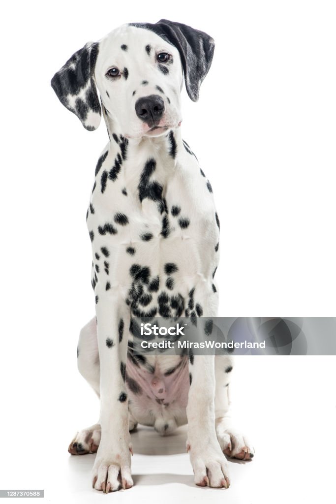 Sitting dalmatian dog isolated on a white background Sitting adult black and white dalmatian dog isolated on a white background Dalmatian Dog Stock Photo