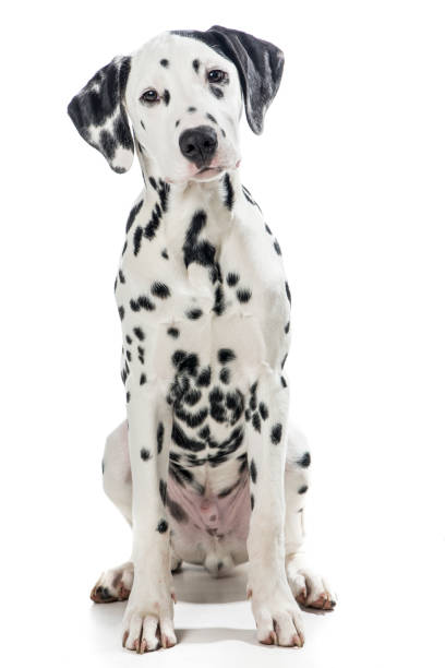 Sitting dalmatian dog isolated on a white background Sitting adult black and white dalmatian dog isolated on a white background dalmatian dog photos stock pictures, royalty-free photos & images