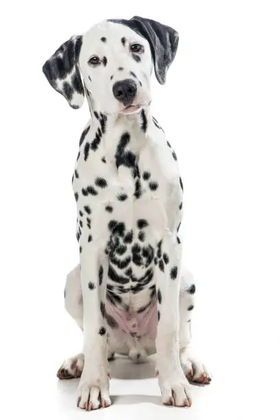 Sitting adult black and white dalmatian dog isolated on a white background