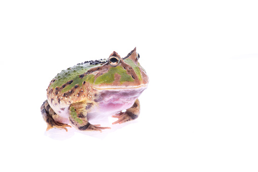 Small Peron’s Tree Frog
