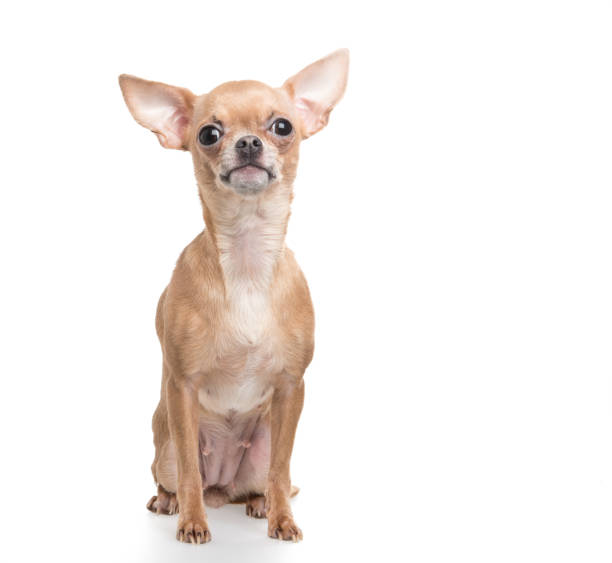 istock Sitting funny looking chihuahua dog at a white background 1287370626