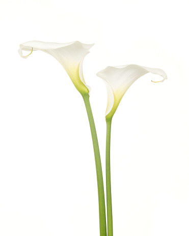 Two pretty white calla lilies isolated on a white background