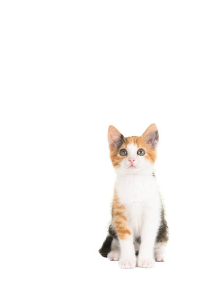 Cute kitten looks up curiously. Studio shot