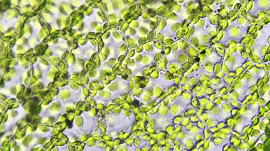 Estructura de las células de las hojas vegetales, aumento microscópico photo