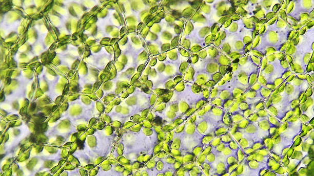 Plant leaf cells structure, microscopic magnification stock photo