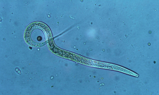 Nematode worm - Microscopic view