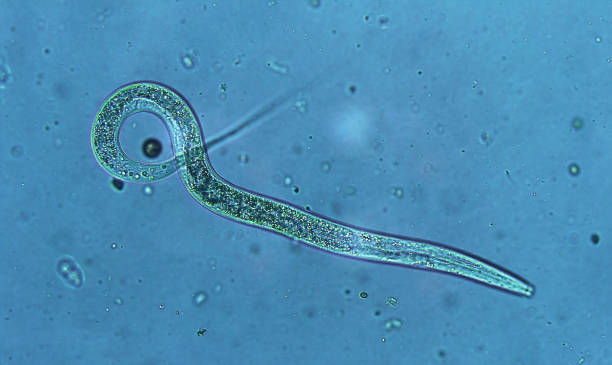 Nematode worm - Microscopic view stock photo