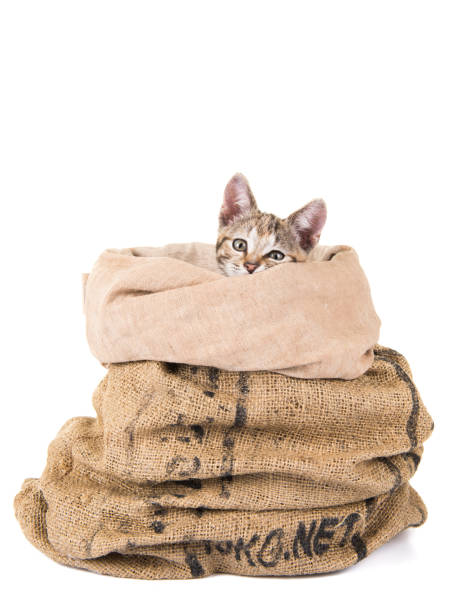 istock Young tabby cat in a bag isolated at a white background 1287371659