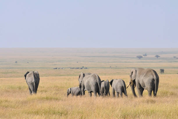 African elephant family in Amboseli National Park in Kenya.