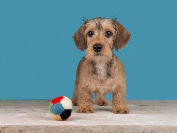 lindo dachshund cachorro de pie con bola delante de un fondo azul - pet toy dachshund dog toy fotografías e imágenes de stock