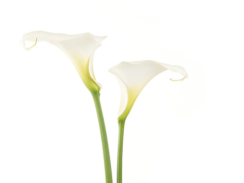 Two pretty white calla lilies isolated on a white background