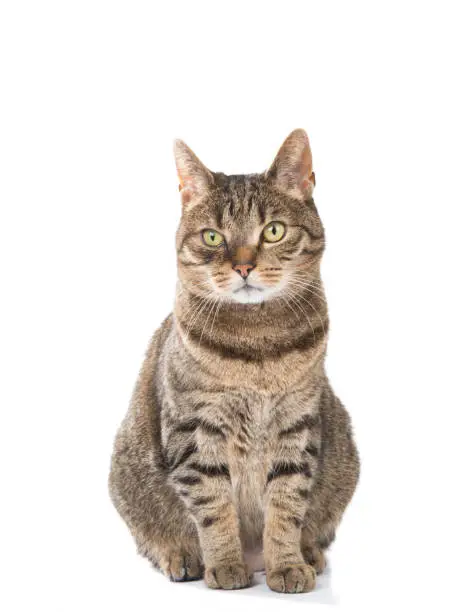 Tabby adult cat sitting isolated at a white background
