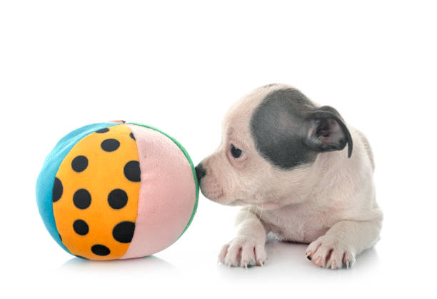 istock puppy staffordshire bull terrier 1287371810