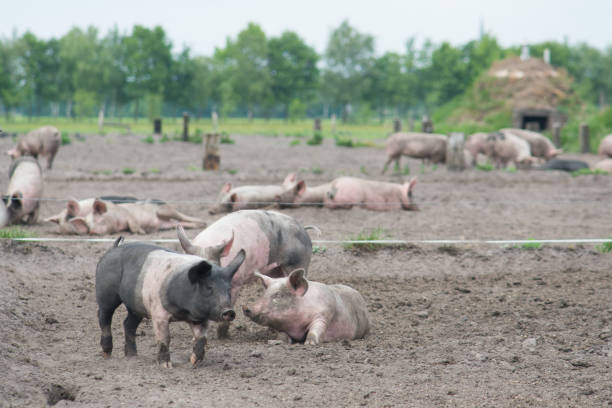 istock Couple of free range pigs walking around 1287371910