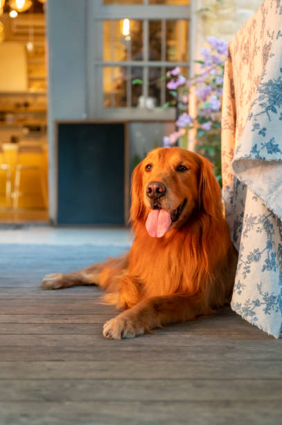 istock Golden Retriever lying on the floor and smiling 1287372207