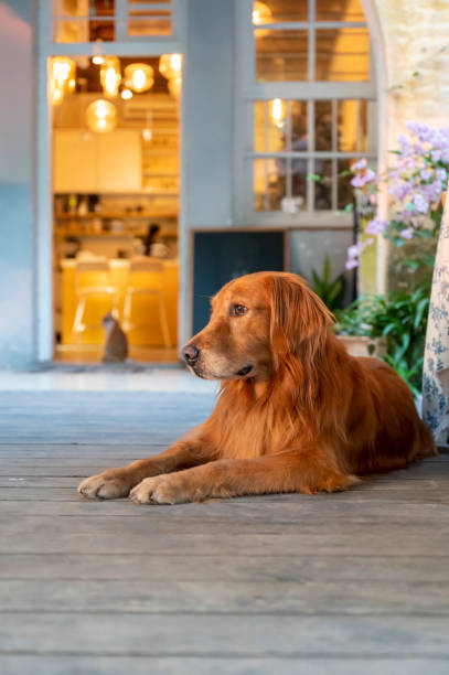 istock Golden Retriever lying on the floor 1287372210