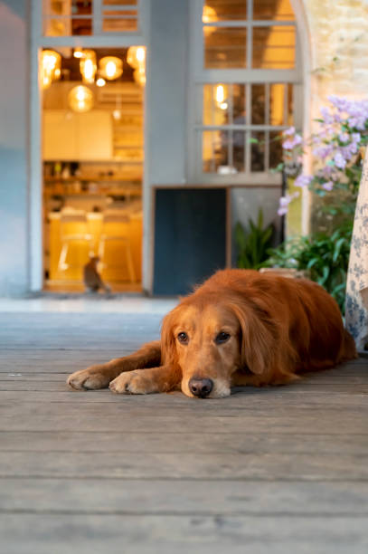 istock Golden Retriever lying on the floor 1287372218