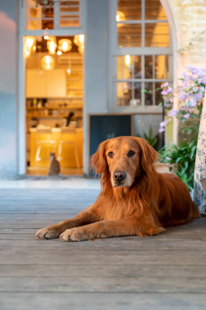 istock Golden Retriever lying on the floor 1287372222