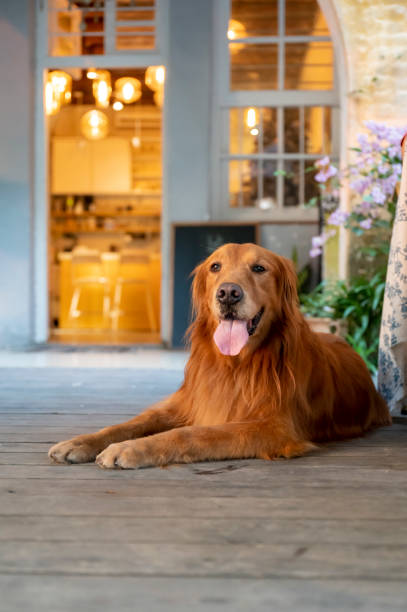 istock Golden Retriever lying on the floor and smiling 1287372224