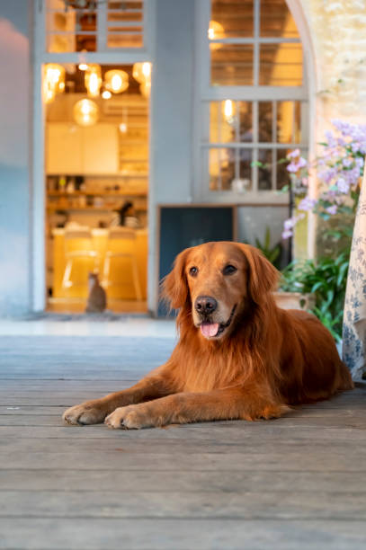 istock Golden Retriever lying on the floor and smiling 1287372228