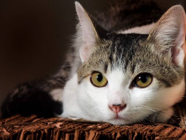 istock Close up of beautiful cat staring at the camera 1287373227
