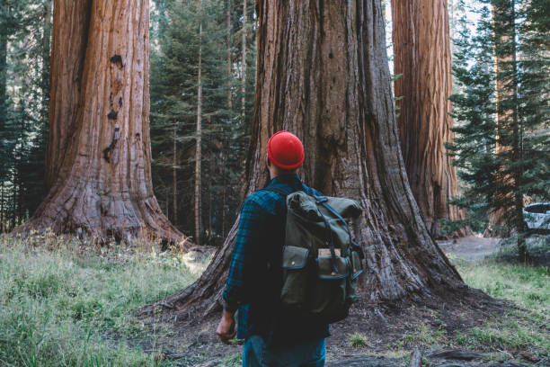 Guy wanderlust looking up to giant trees in forest exploring wild nature in hiking tour, young male traveler standing near old sequoia tree admire highness stem discover redwood national park chico vagabundolud mirando hacia arriba a los árboles gigantes en el bosque explorando la naturaleza salvaje en la gira de senderismo, joven viajero masculino de pie cerca de la vieja secuoya árbol admirar la altura del tallo descubrir parque nacional de