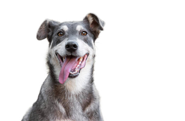 perro divertido aislado en blanco - mixed breed dog fotografías e imágenes de stock