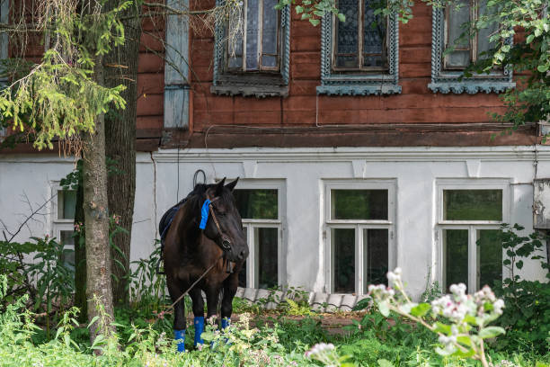 Adorable brown horse with black mane and tail snaffle and saddle grazes in fresh green grass near thuja trees in country house yard on nice summer day.