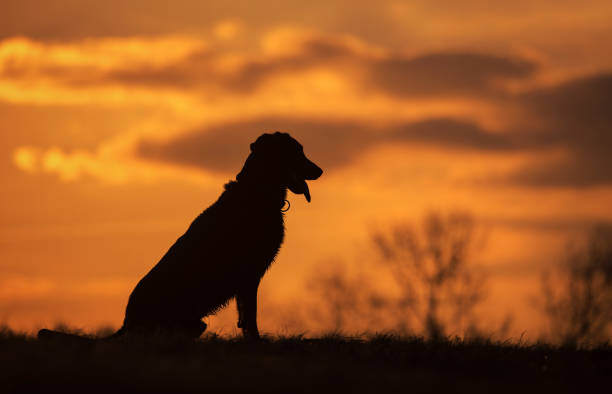 istock Dog portrait at sunset 1287378086