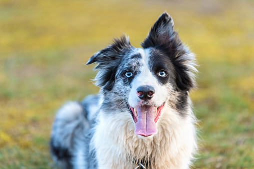 Photo of a Border Collie dog in the park