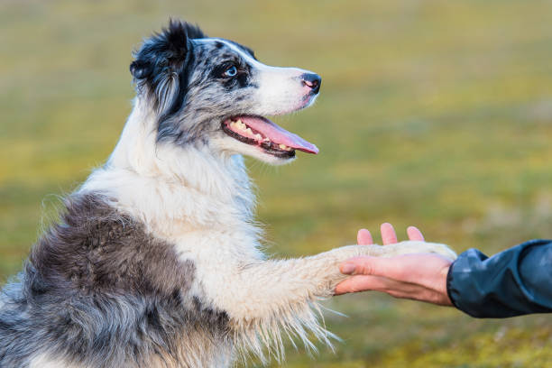 istock Border collie dog give a high five to his owner 1287378093