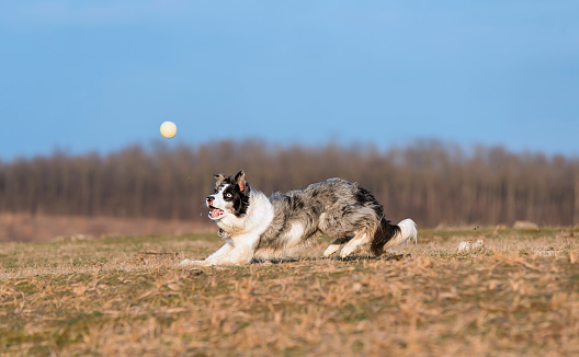 Border Collie dog with a ball in training