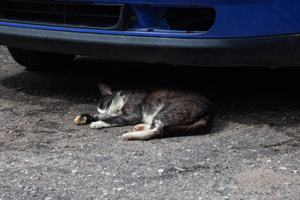 istock Gray cat sleeping under the car on the pavement 1287378432