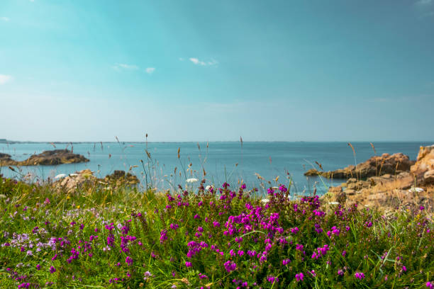 夏の間にブルターニュフランスのコートダルアーマーでレハット島で紫色の開花ヘザー - ile de france 写真 ストックフォトと画像