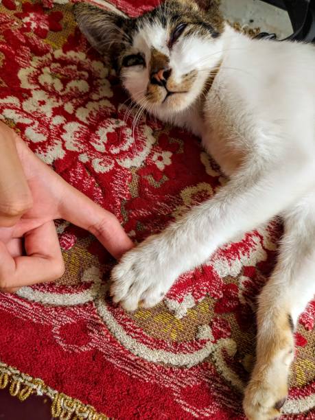 istock Human finger and cat hand 1287379762