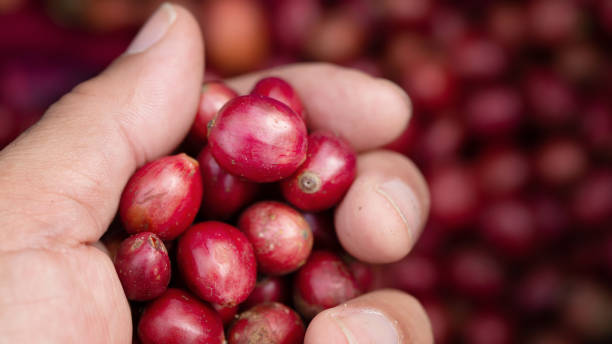istock Fresh red coffee red cherry coffee bean in hands 1287381182